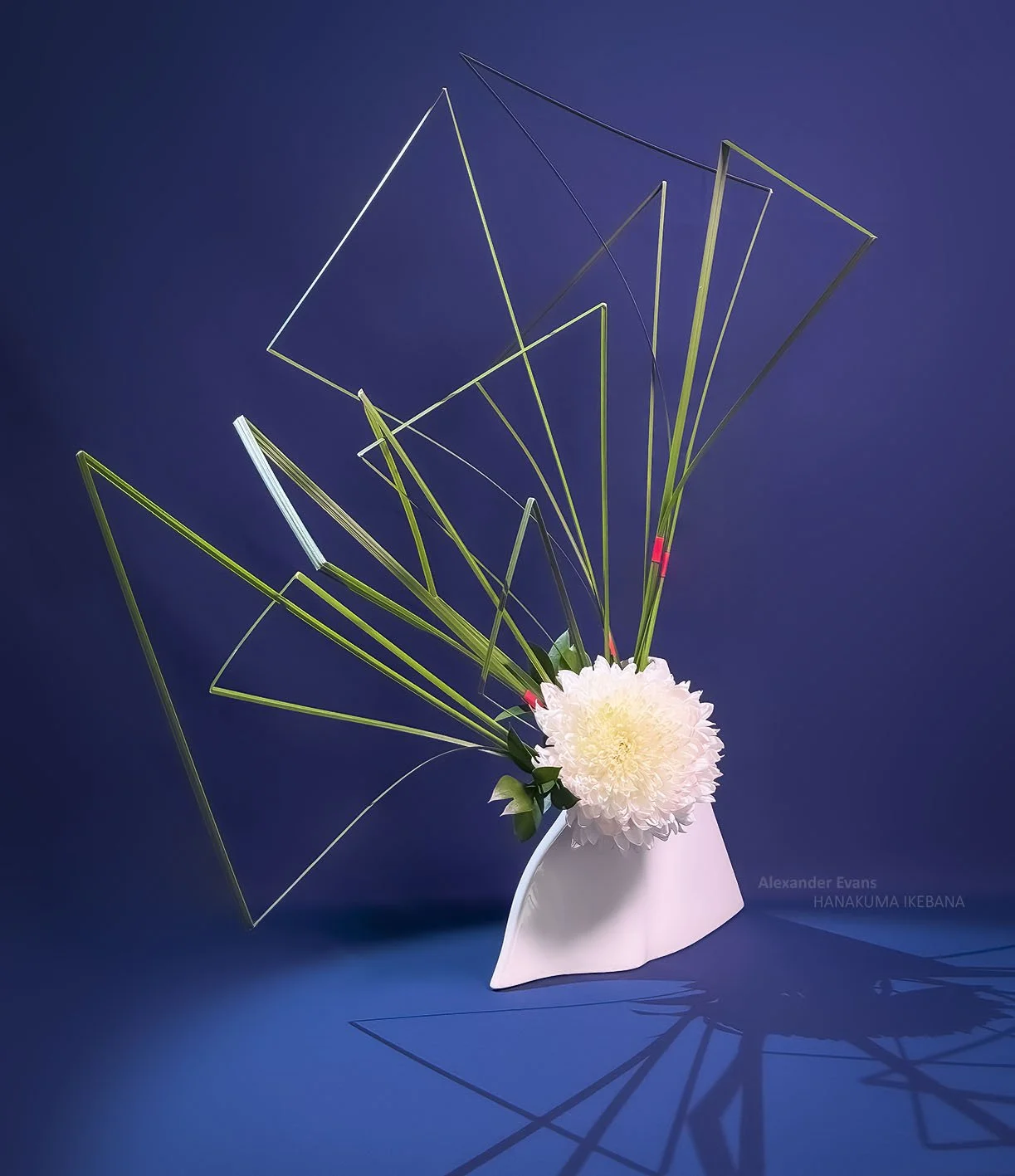 chrysanthemum and xanthorea in white triangle.jpg