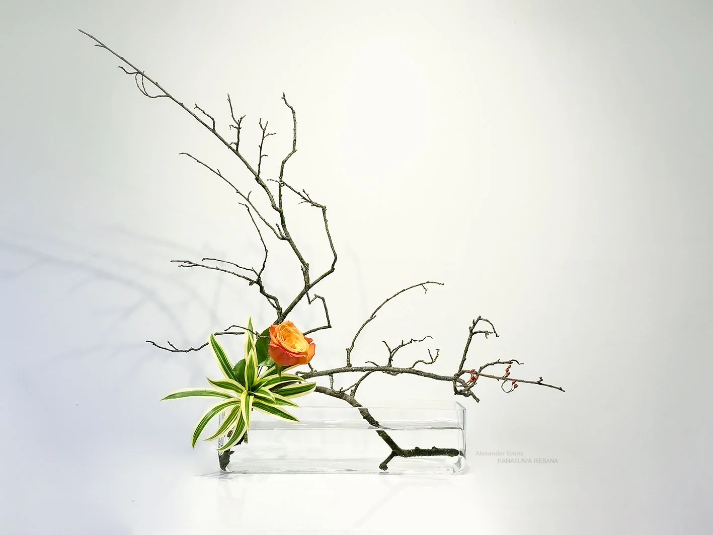 Hanakubare in glass trough.jpg