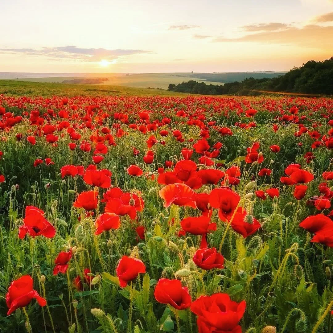 ALWAYS REMEMBER // The red poppy has become the symbol of this day thanks to John McRae&rsquo;s famous poem, In Flanders Fields. 

In Flanders fields, the poppies blow
Between the crosses, row on row,
That mark our place; and in the sky
The larks, st