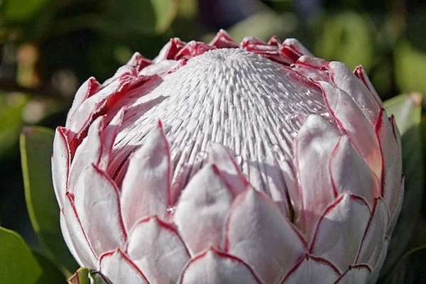 protea 2.jpg