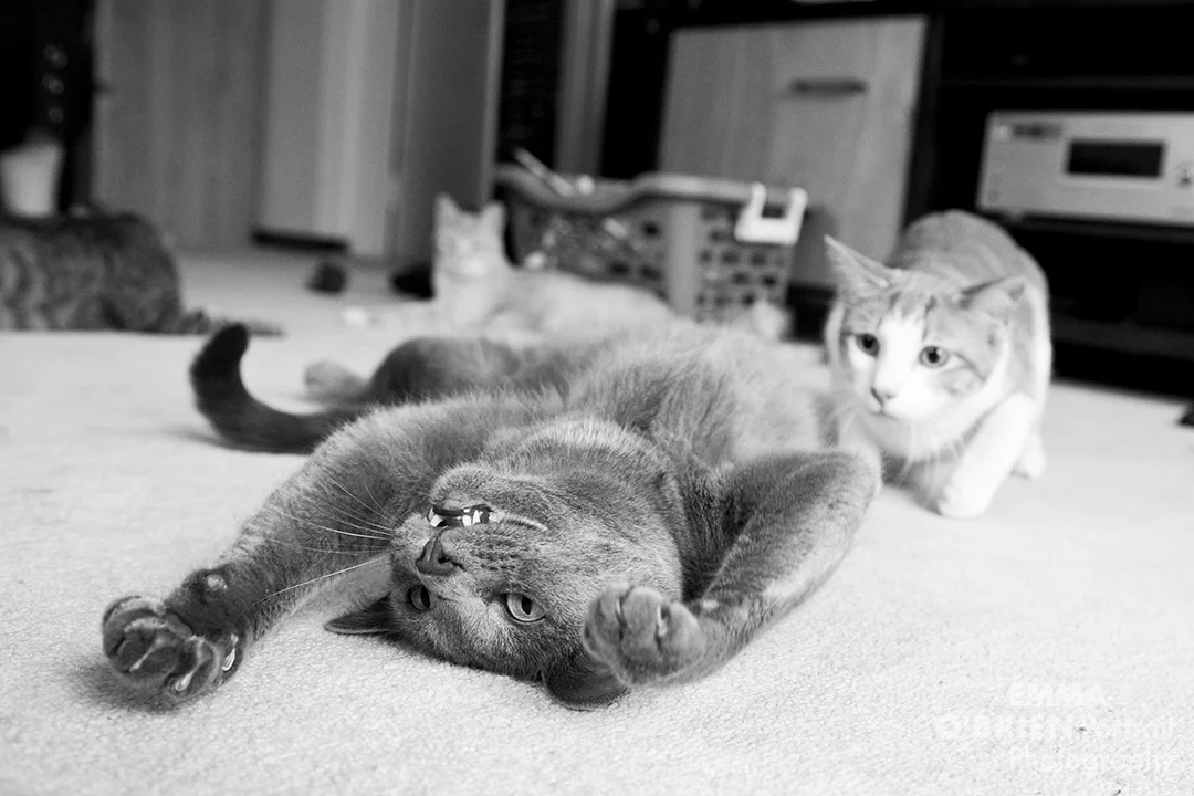 DSC_6398.jpg
