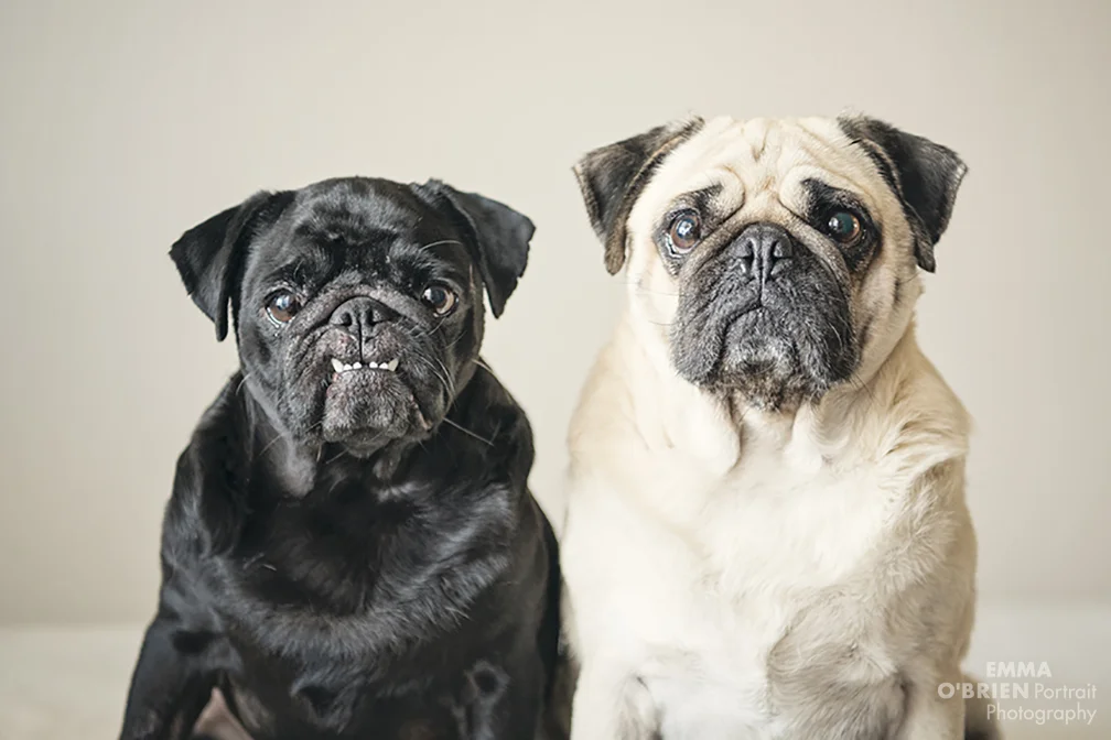 Dog portrait photography johannesburg pretoria