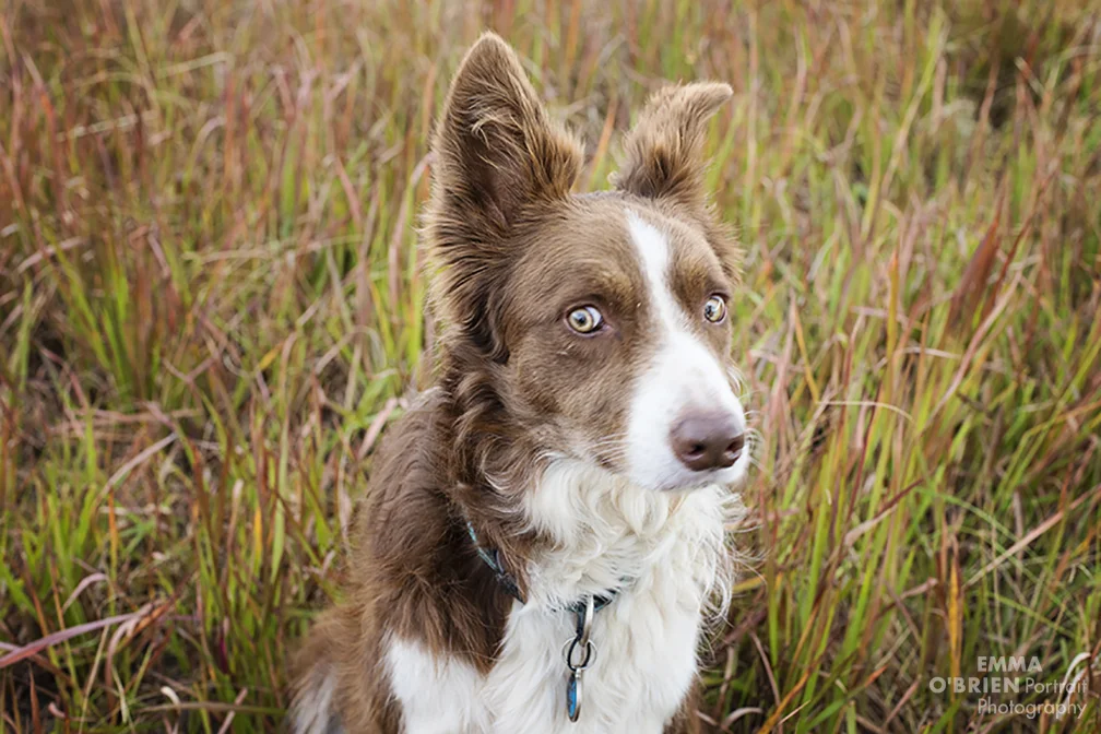 Dog portrait photography johannesburg pretoria