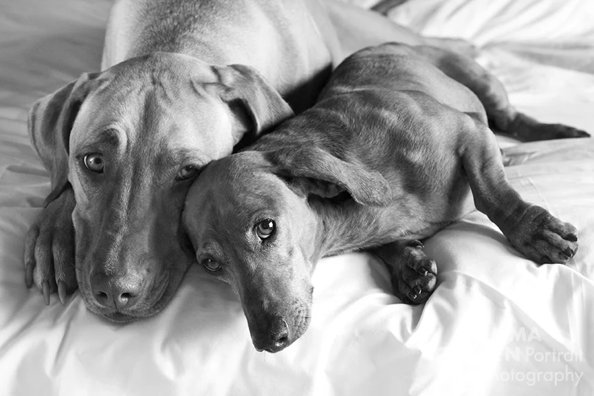 rescue dog photography