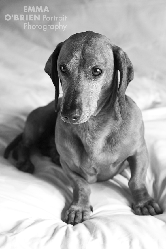 rescue dog photography