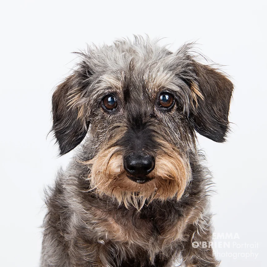 studio dog portraits on location johannesburg