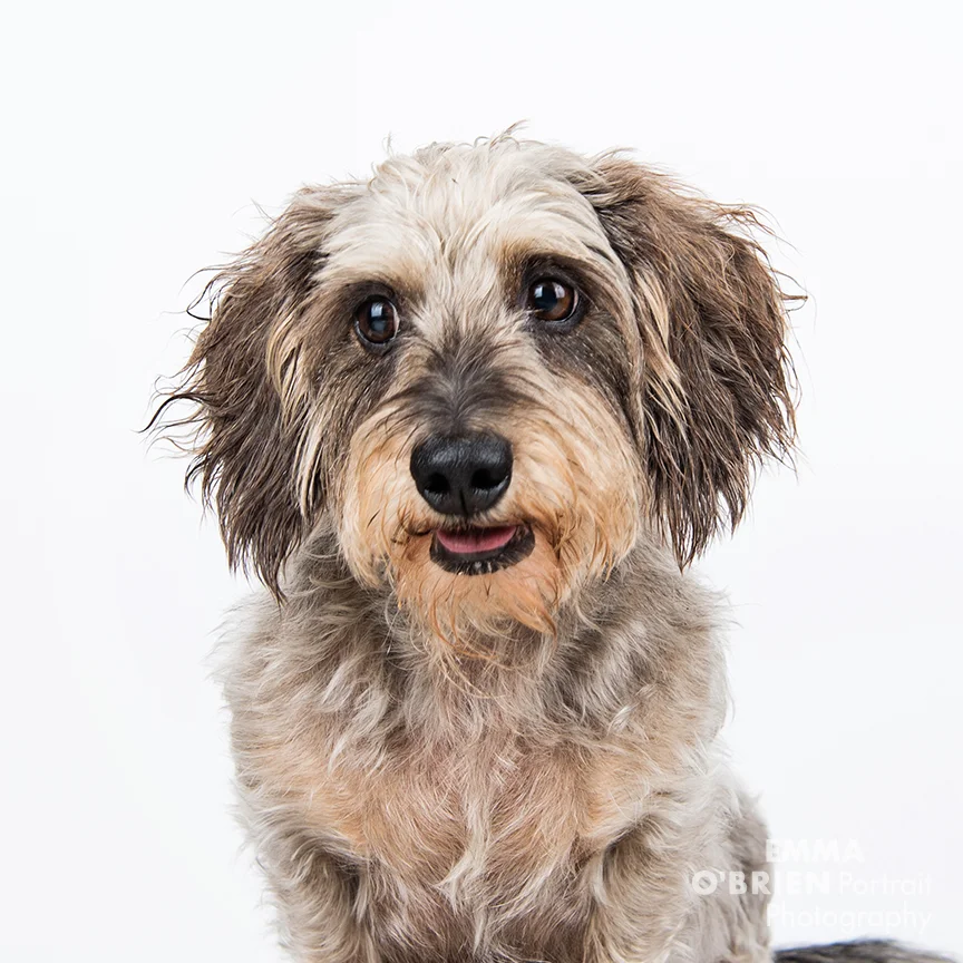 studio dog portraits on location johannesburg