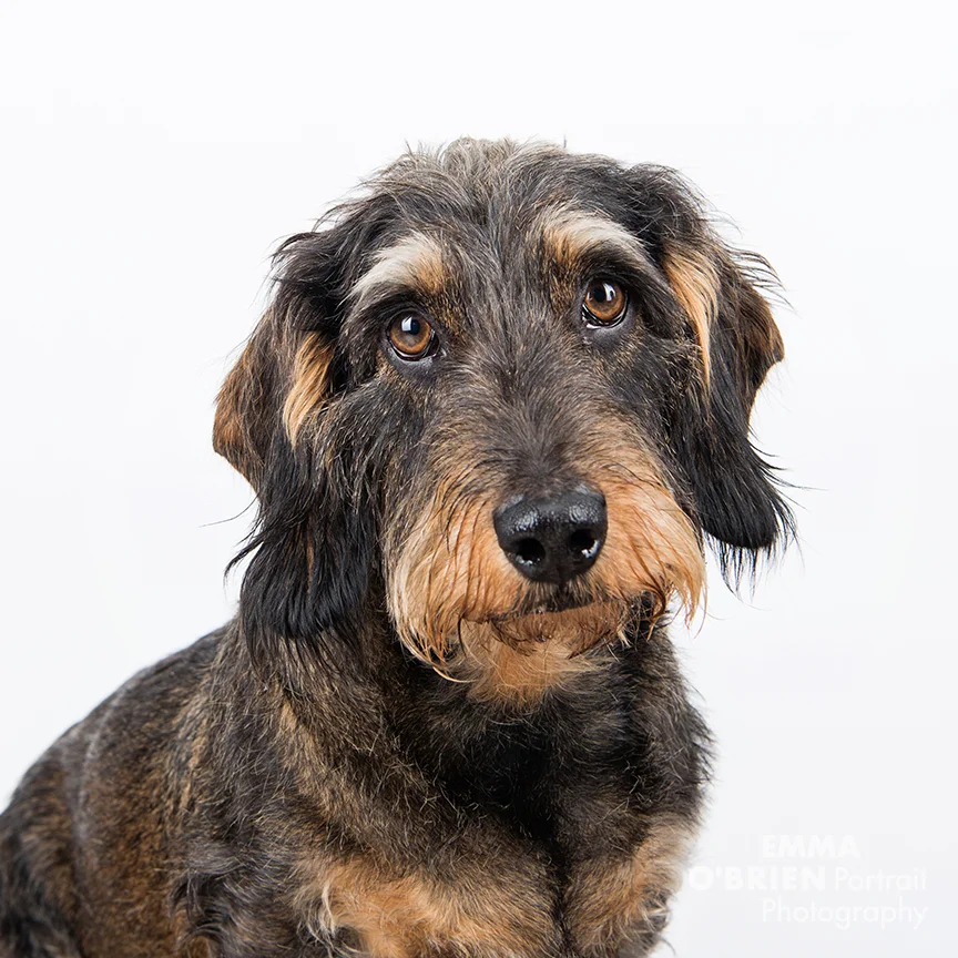 studio dog portraits on location johannesburg