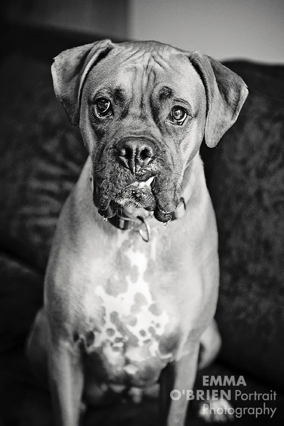 goofy dog photos to make your day better