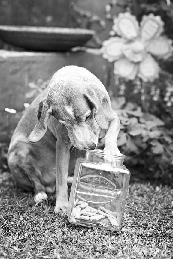 goofy dog photos to make your day better