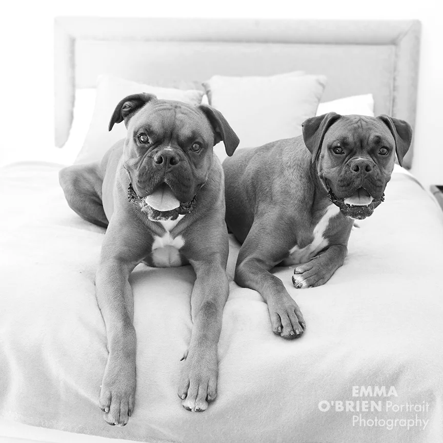 goofy dog photos that will make your day better