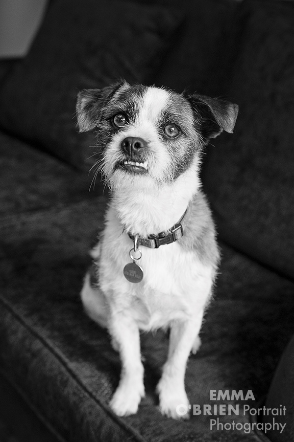 goofy dog photos to make your day better