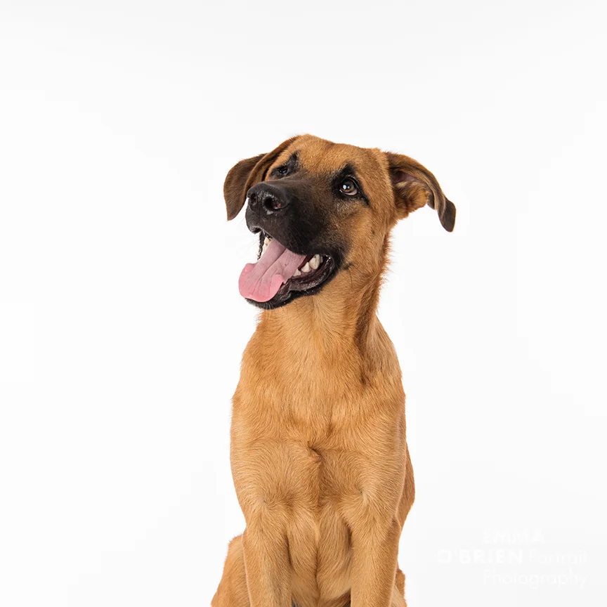 rescue dog studio portrait photography