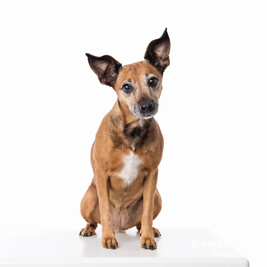 rescue dog portrait photography studio centurion