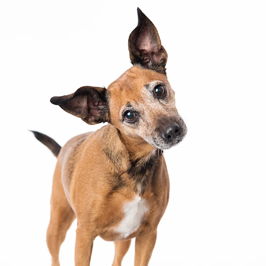 rescue dog portrait studio photography centurion