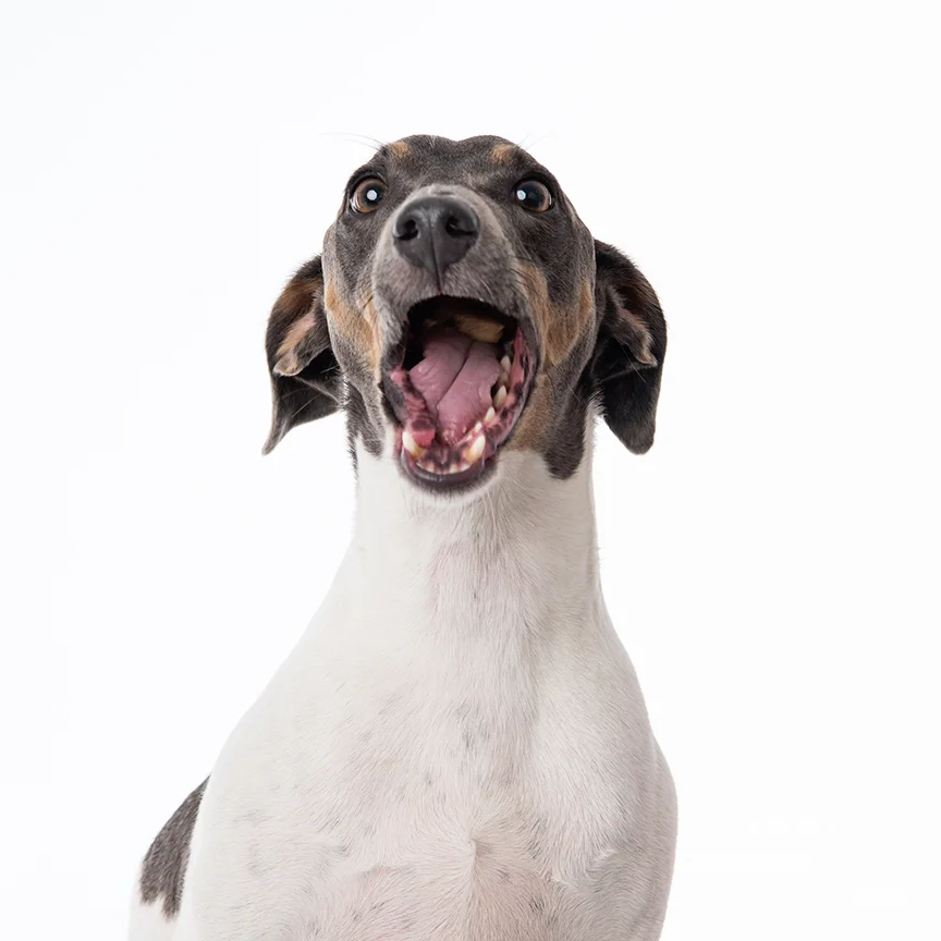 rescue dog portraits studio centurion