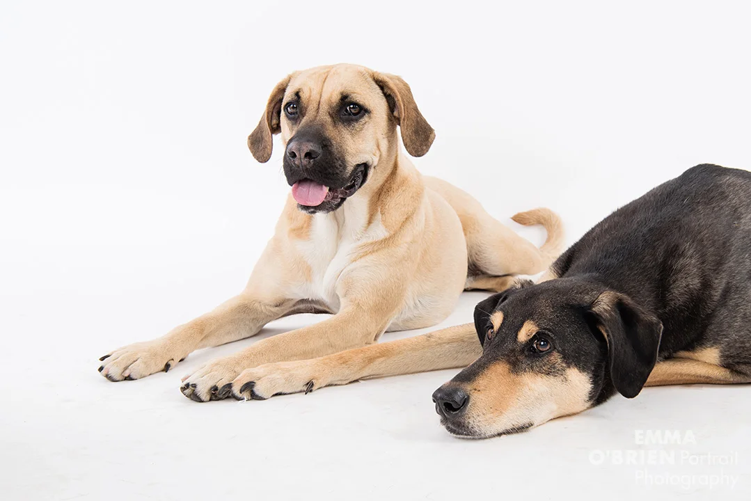 rescue dog studio portrait photography centurion