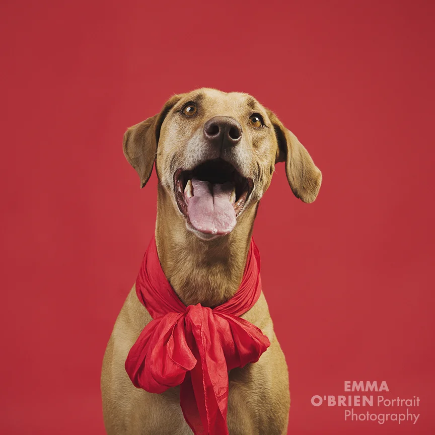 fashion hound 2018 pantone colours dog photography