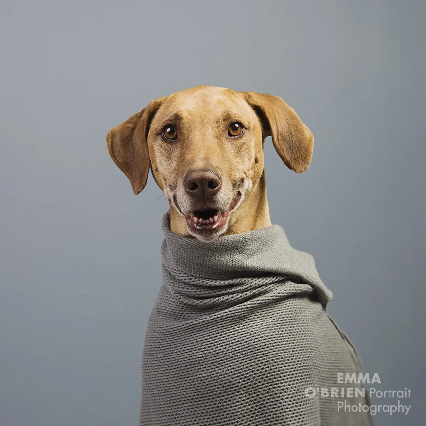 fashion hound 2018 pantone colours dog photography