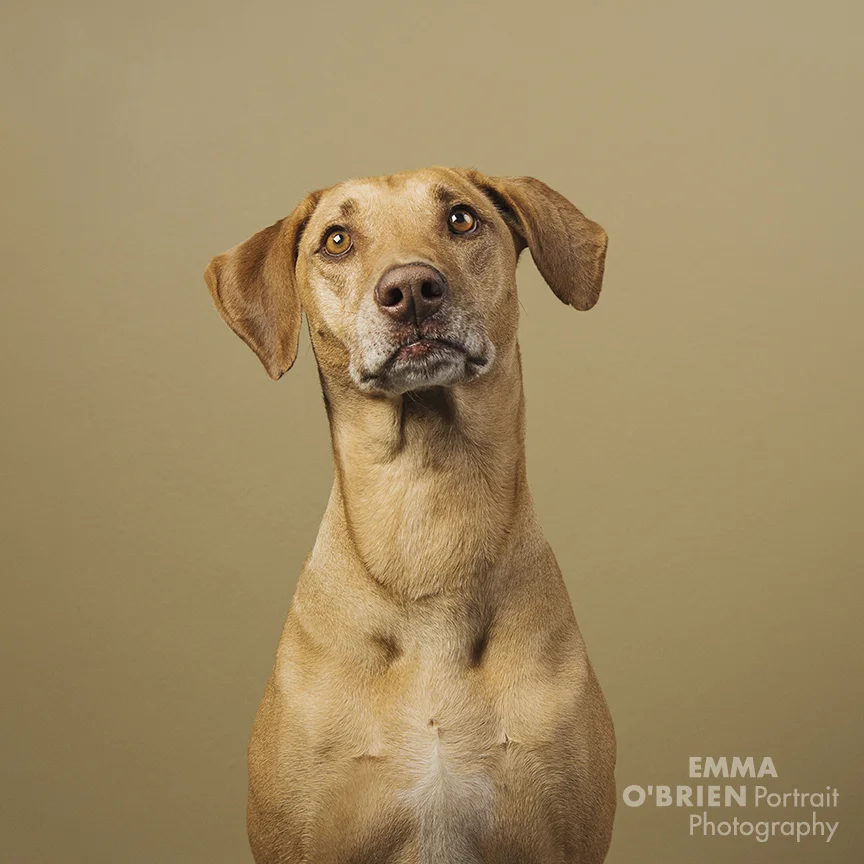 fashion hound 2018 pantone colours dog photography