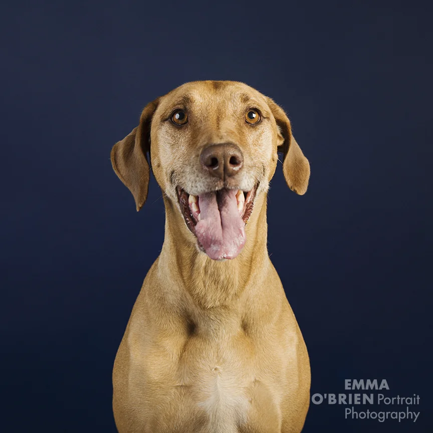 fashion hound 2018 pantone colours dog photography