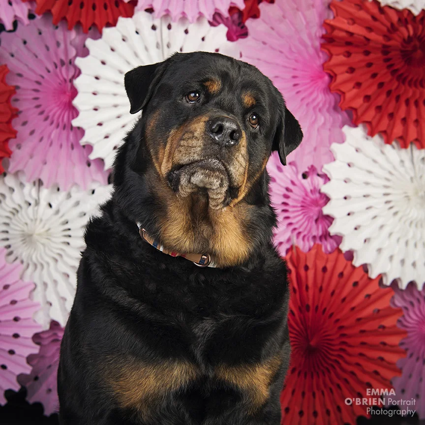 johannesburg dog photographer