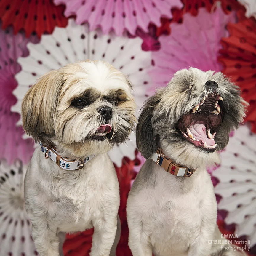 dog photography johannesburg