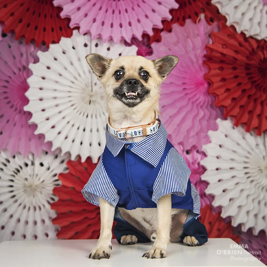 dog photography johannesburg