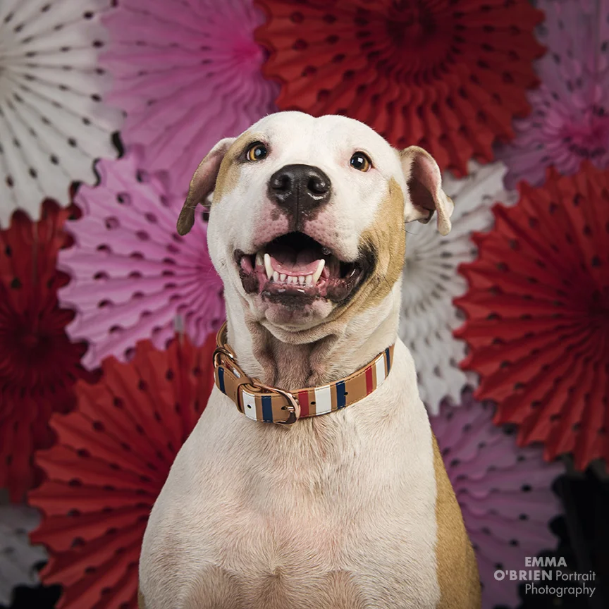 dog photography johannesburg