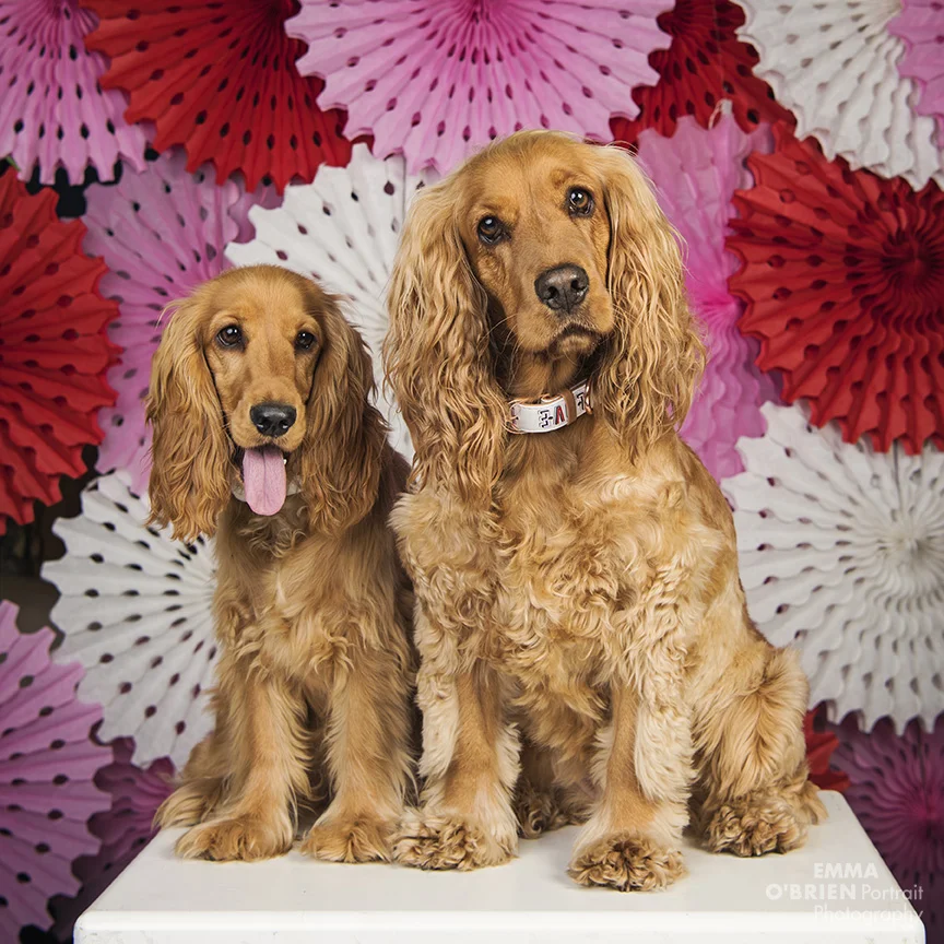 dog photography johannesburg