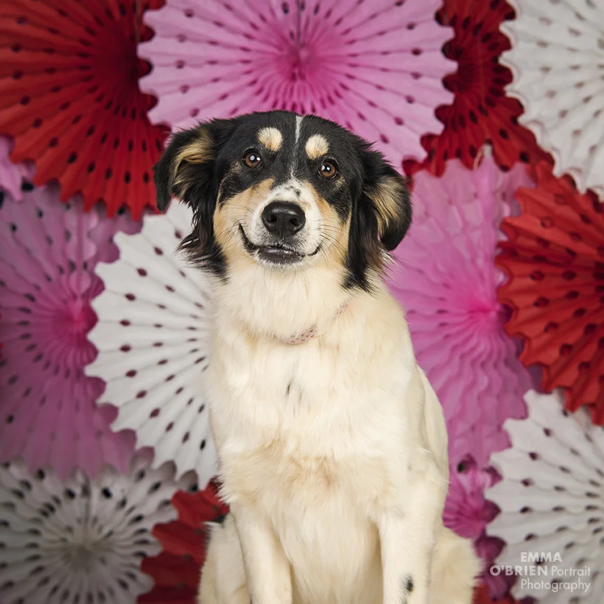 dog photography johannesburg