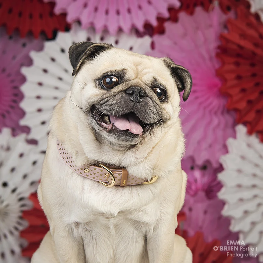 dog photography johannesburg