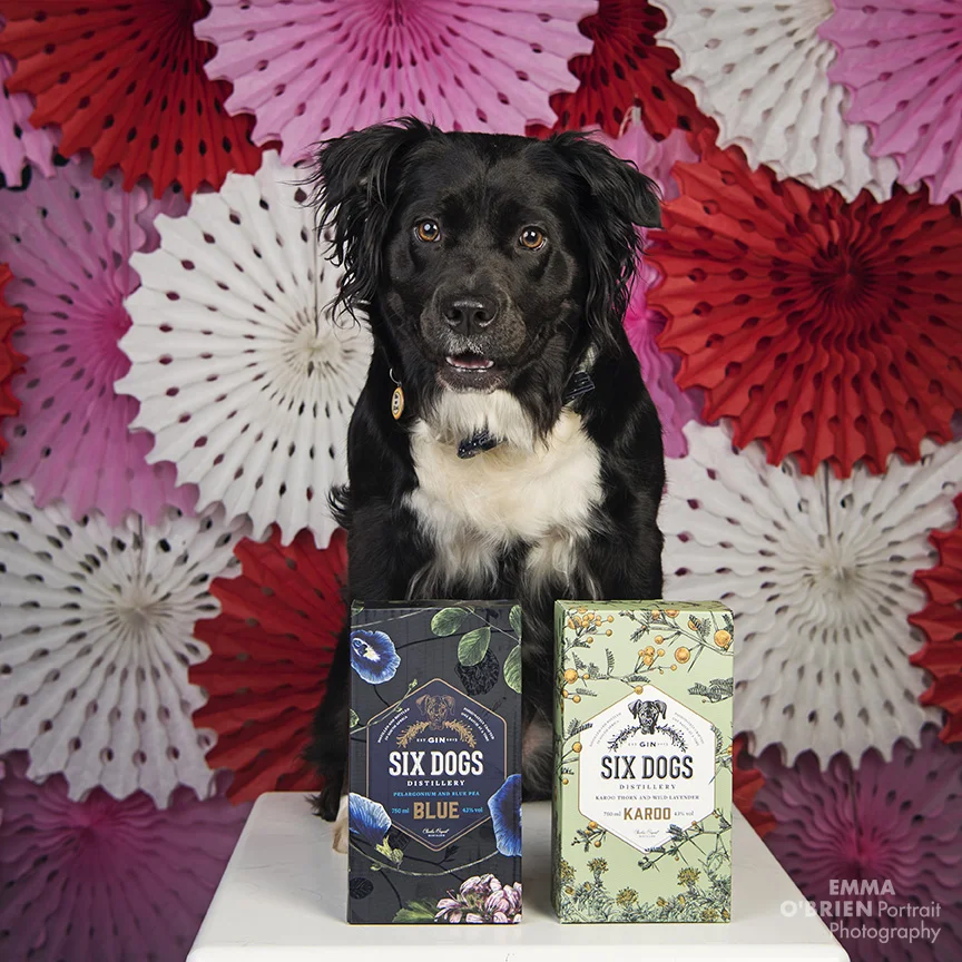 dog photography johannesburg