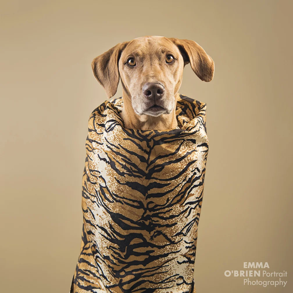 Dog fashion shoot photography