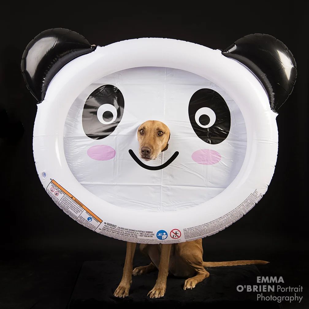 6 hysterical fashoin week looks doggy style