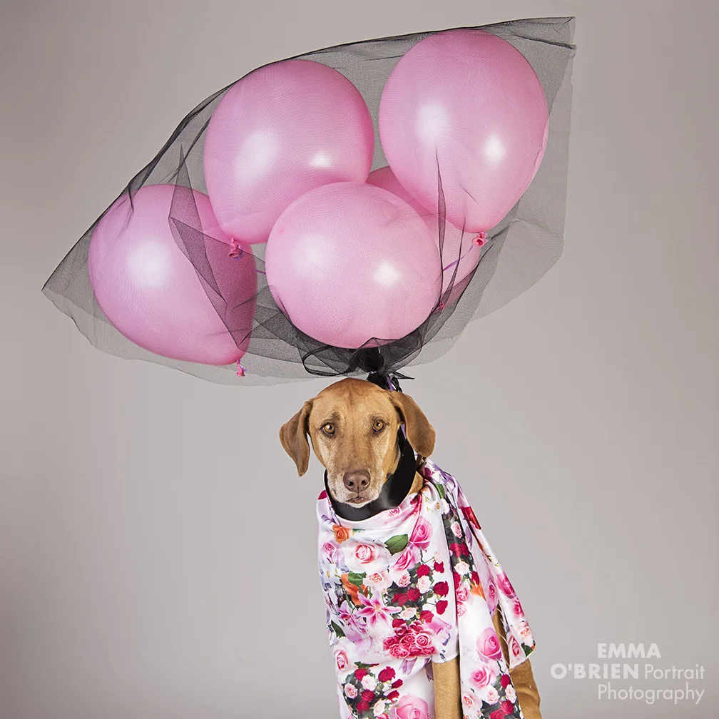 6 hysterical fashoin week looks doggy style