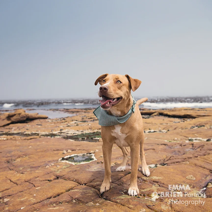 Rescue dog Maya photographed in cape town by Emma O'brien
