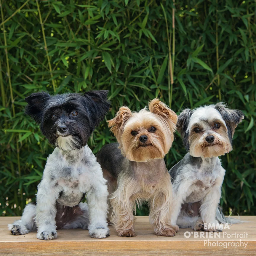 dog portrait photographer johanensburg