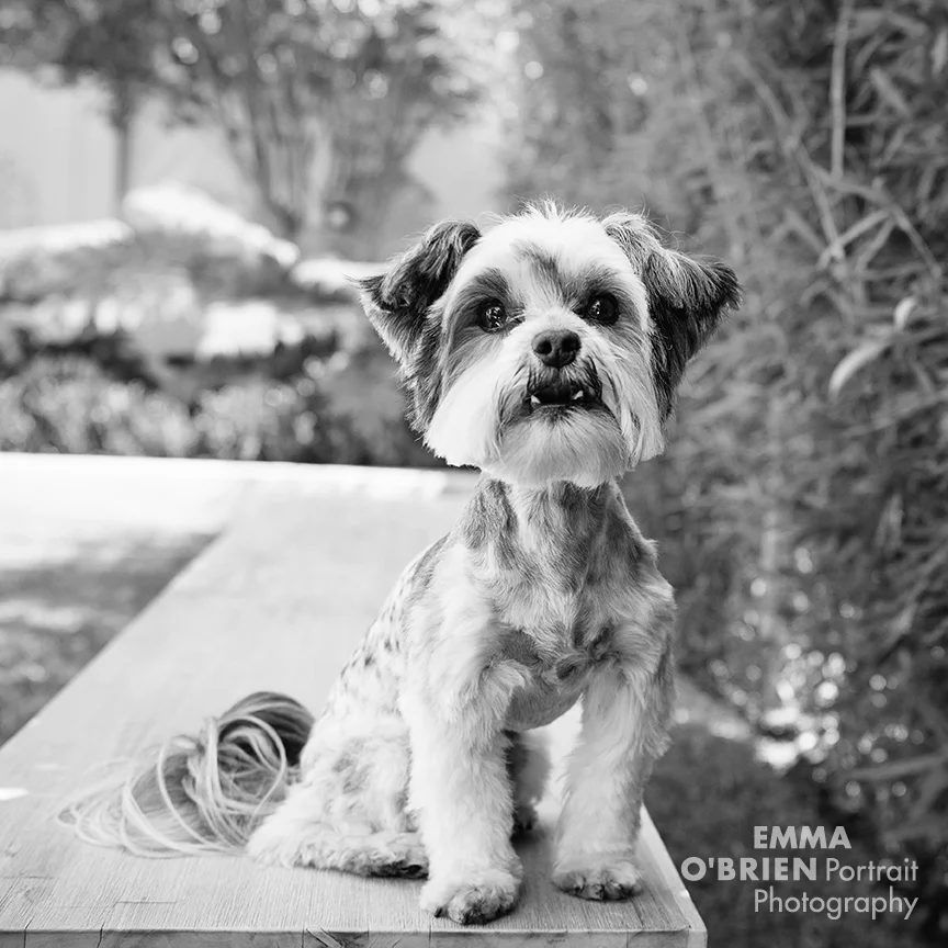 dog portrait photography johannesburg