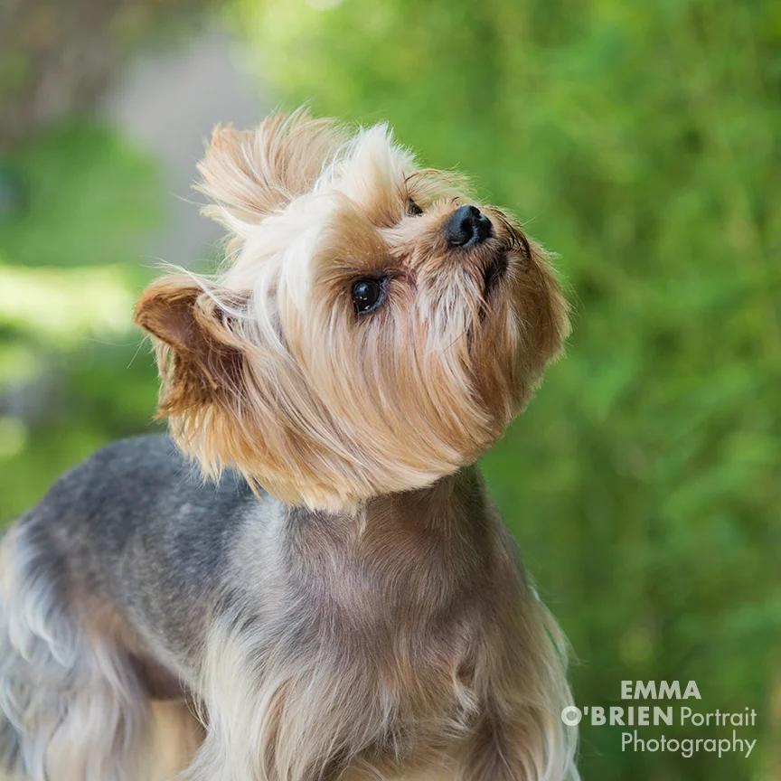 dog portrait photographer johannesburg