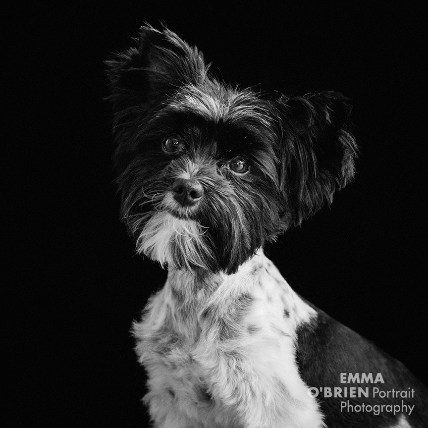 dog portrait photographer johannesburg