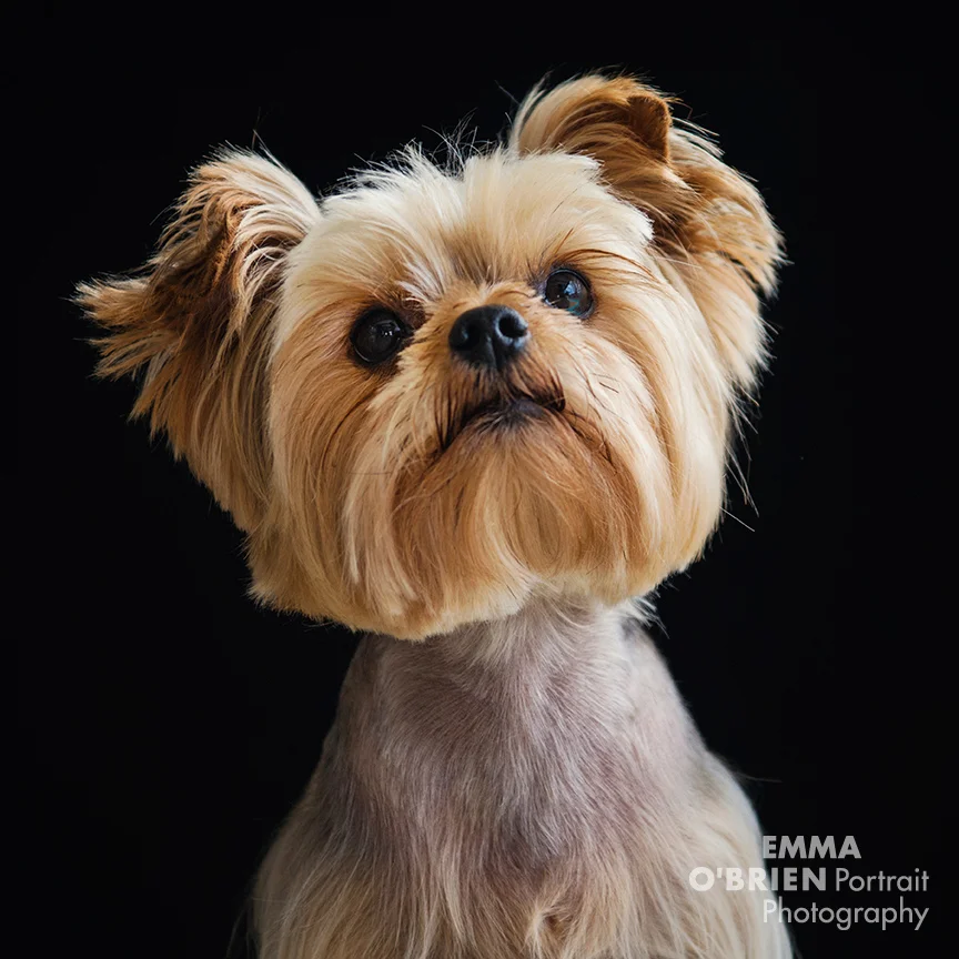 dog portrait photographer johannsburg