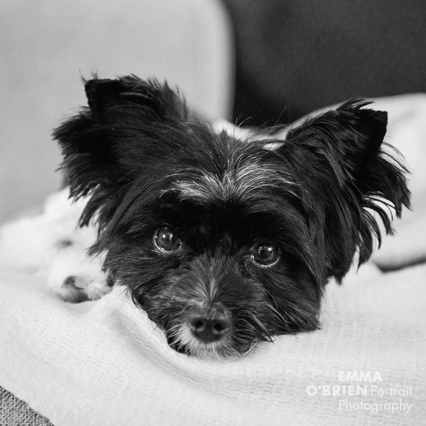 dog portrait photographer johannesburg