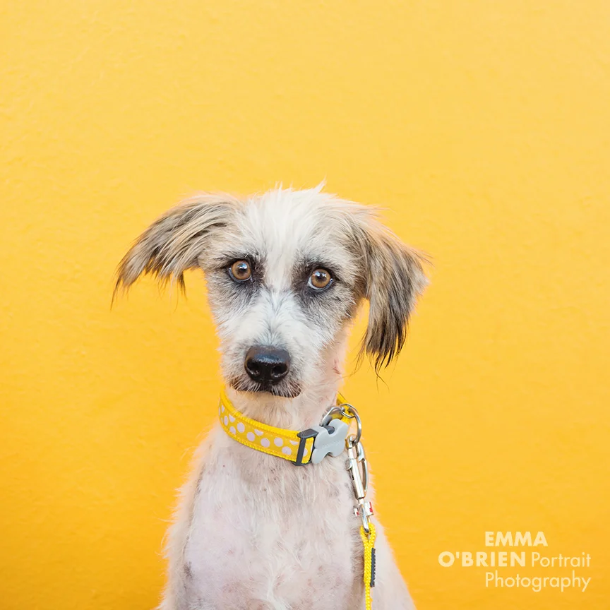 cape town dog photographer
