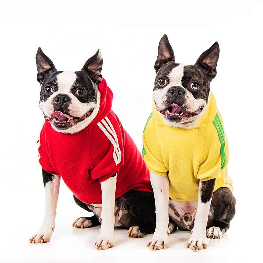 Studio dog portraits boston terriers south africa