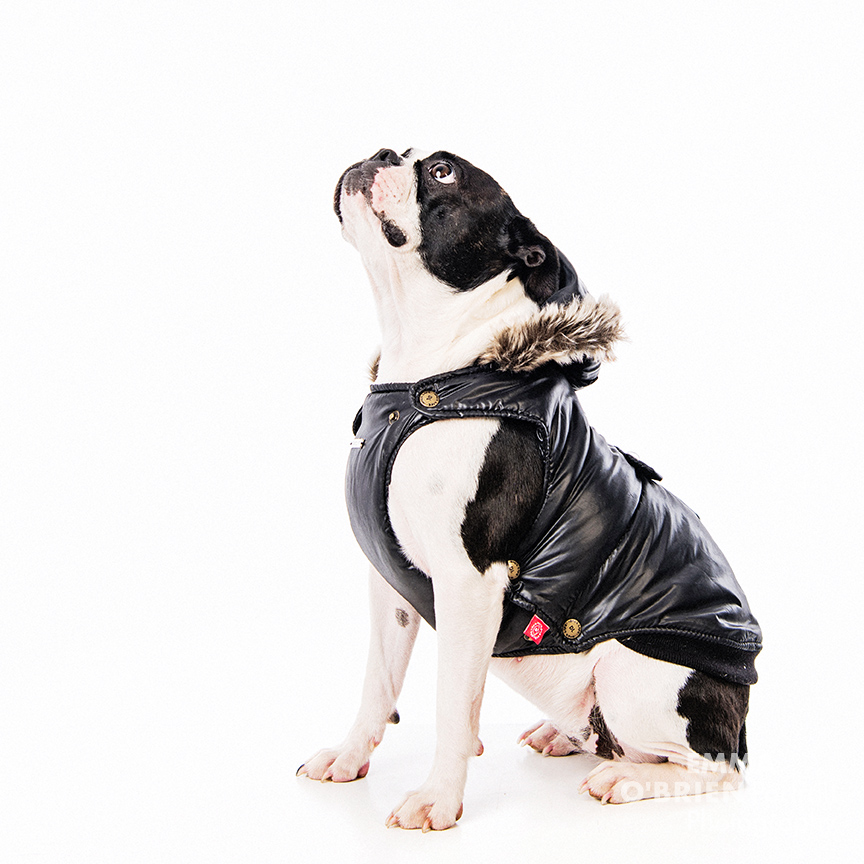boston terrier studio dog portrait photography