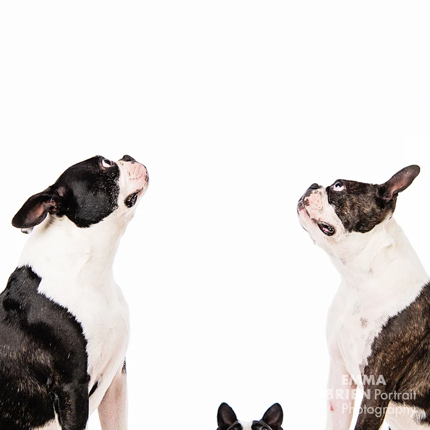 boston terrier dog studio photography