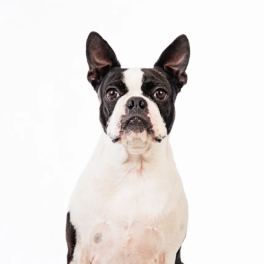 boston terrier studio portrait photography