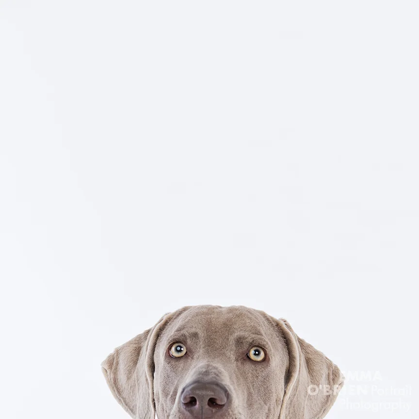 studio dog portrait photography johannesburg pretoria 