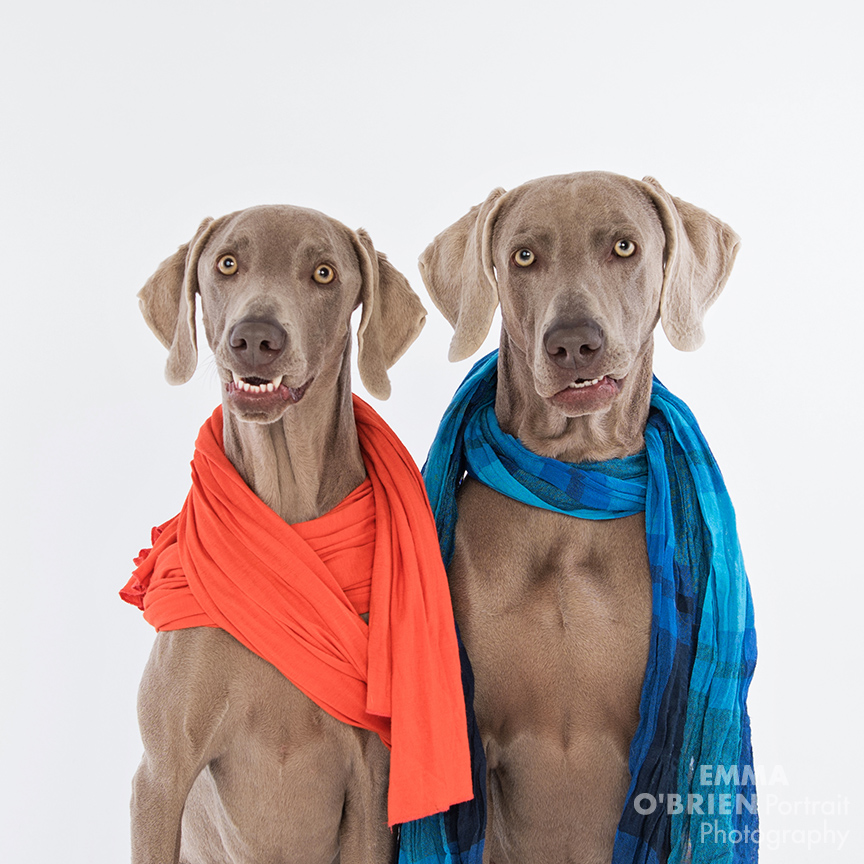 studio dog portrait photography johannesburg pretoria